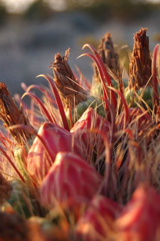Barrel Cactus at Sunset, Organ Mountains, New Mexico