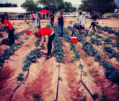 Las Cruces High School Students Learning Urban Agriculture